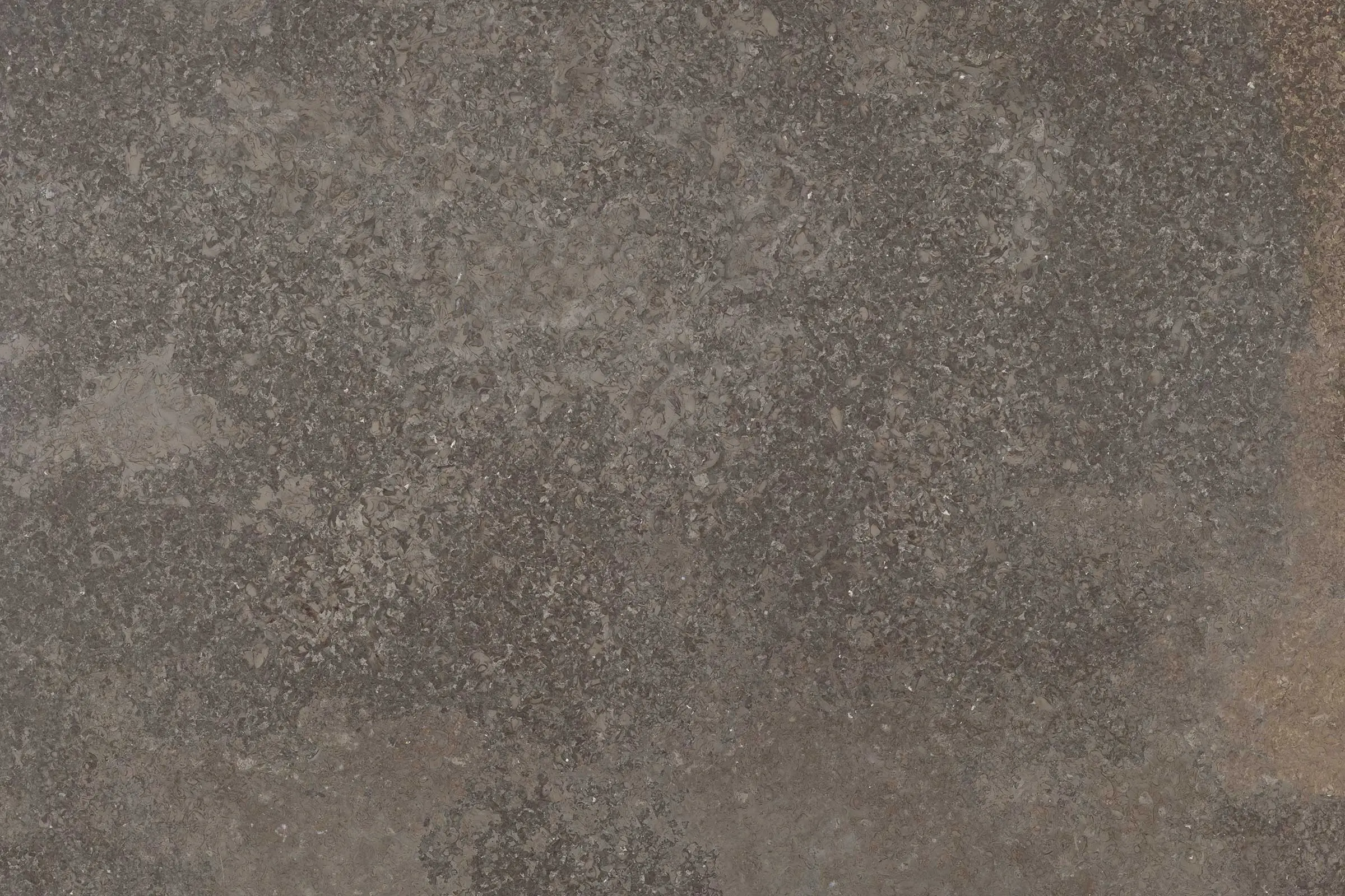 sto_fossil_nsf005_sbl_c320_fein_geschliffen_20628_2400x1600px